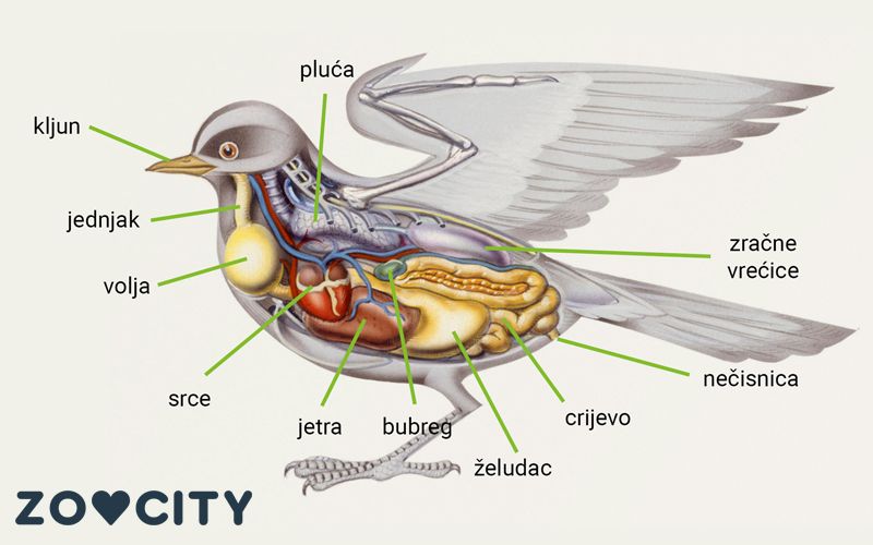 Prebavni sistem ptic